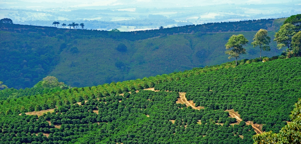 Brazilië: Sul de Minas